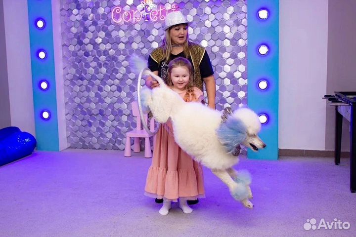 Цветные собачки и голуби на ваш праздник