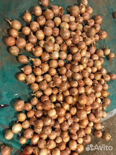 Лук на хранение оптом сорт Тореско