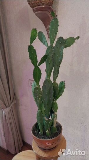 Кактус в керамическим горшке