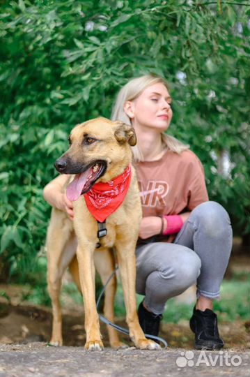 Станет лучшим другом вашей семье