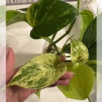 Сциндапсусы и мостера черенки