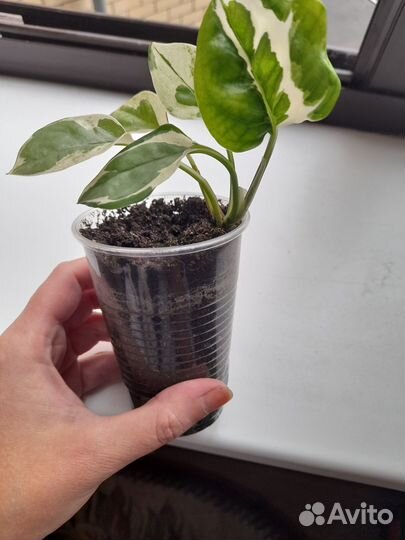 Эпипремнум Н-Джой