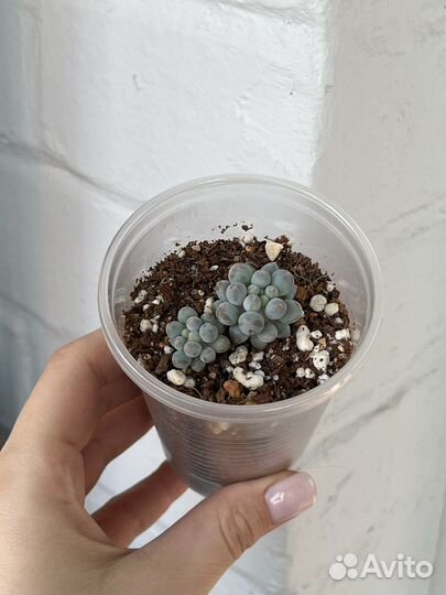 Суккулент Pachyphytum baby finger