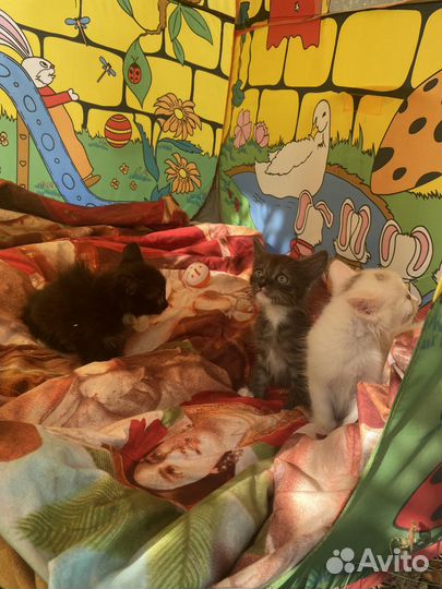 Котенок Том. Курильский бобтейл