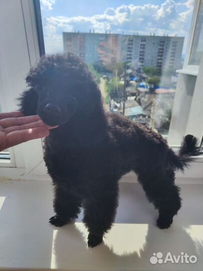 Щенки пуделя