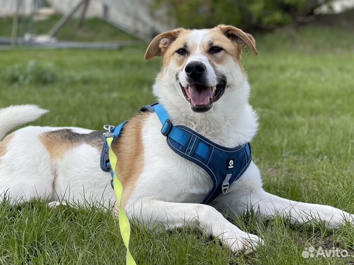 Купер. Славный пёс пропадает в приюте