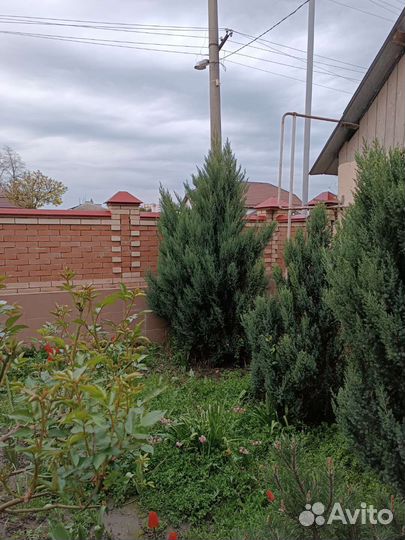 Можжевельник