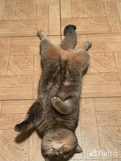 Шотладский кот вязка