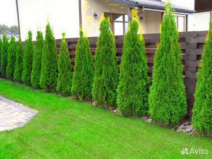 Туи с доставкой