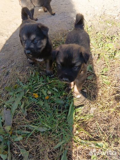 Щенки