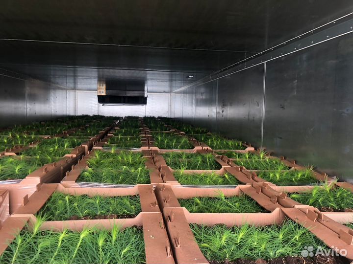 Сеянцы сосны зкс