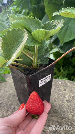 Рассада клубники