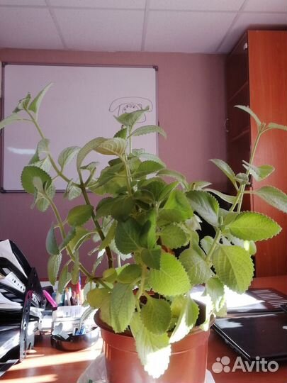 Мята для кулинарии