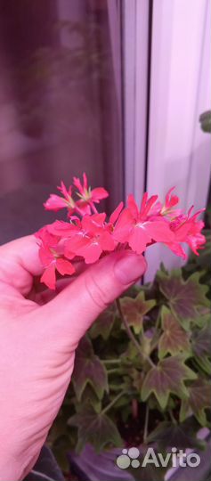 Пеларгония герань