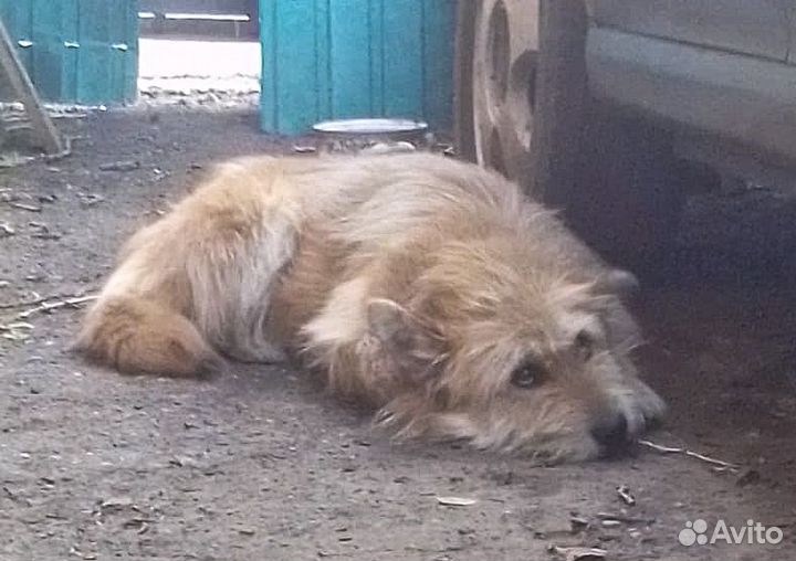 Бородатая стерильная собачка Дуся в хорошие руки