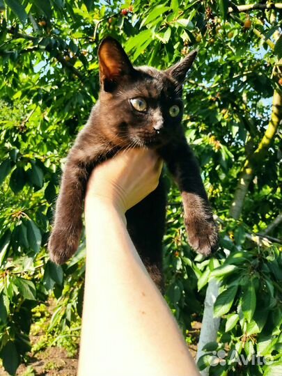 Котенок черный на удачу