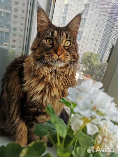 Отдам в добрые руки кошку