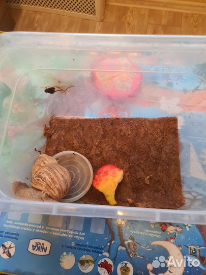 Улитка Ахатина ищет новую маму