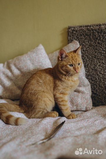 Котенок прекрасный