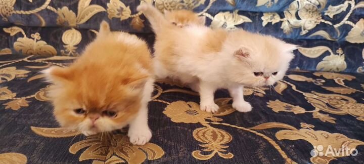 Персидская