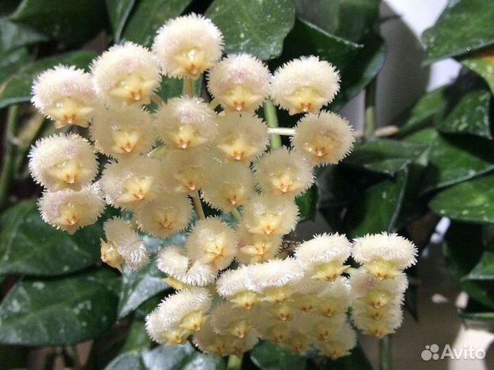 Хойи разных сортов