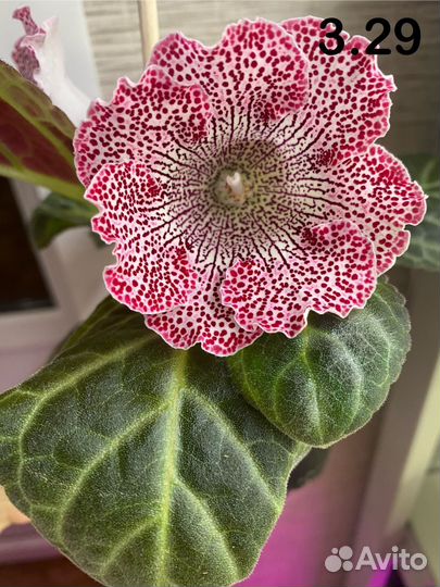 Глоксиния цветущая