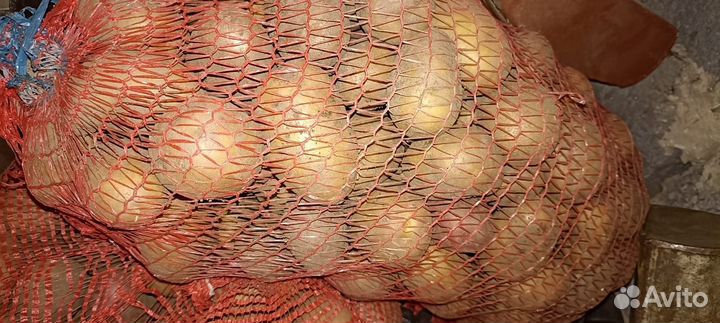 Семенной картофель