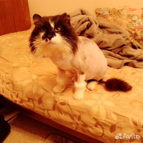 Кот в добрые ручки