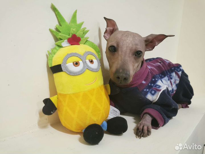 Американский голый терьер