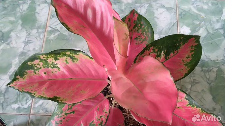 Аглаонемы сортовые