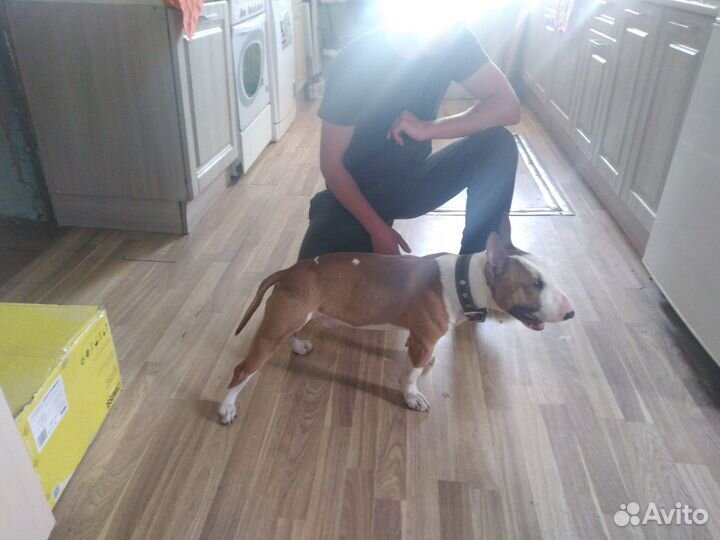 Мини бультерьер вязка