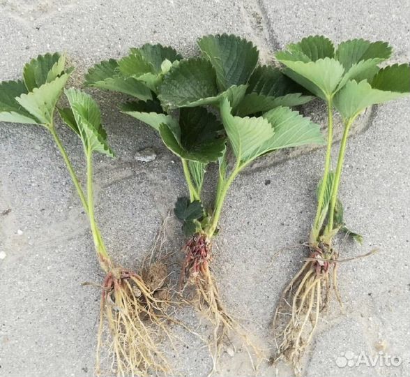 Рассада капусты, виктории, цветов