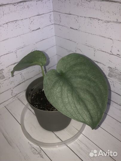 Сортовые ароидные растения