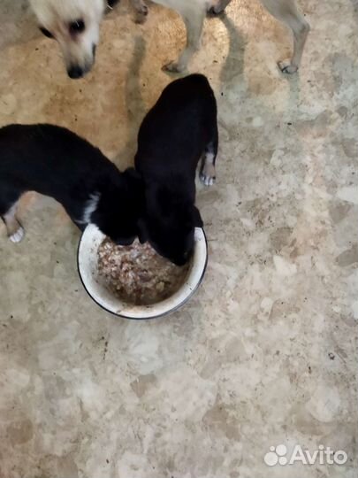 Карликовый пинчер, щенки, девочки, цена 5000