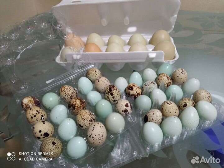 Яйца перепелиные, куриные домашние
