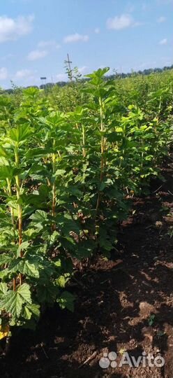 Саженцы плодовых деревьев, ягодных кустарников