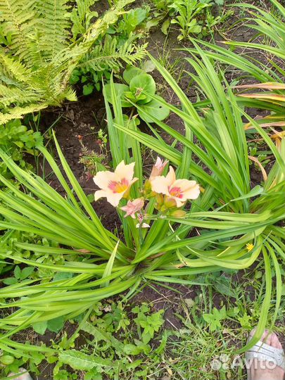 Декоративные растения