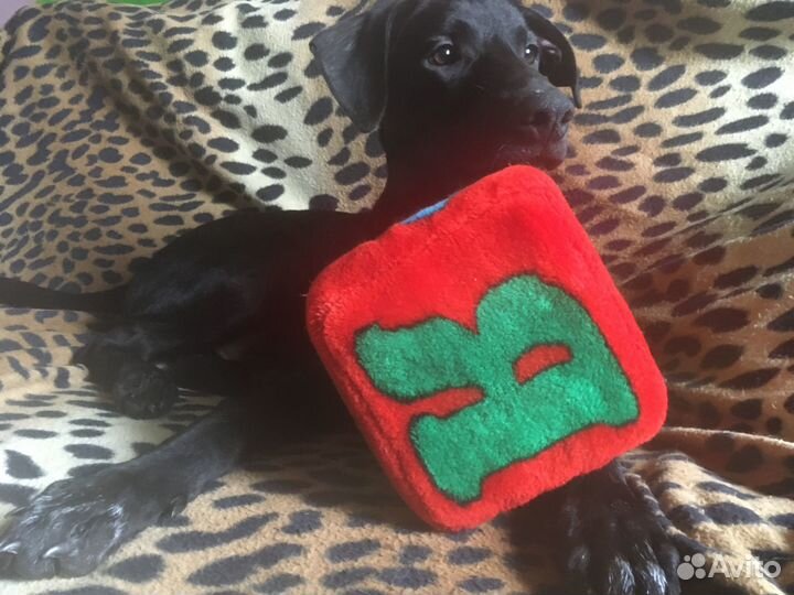 Щенок-мальчик 4 месяцев