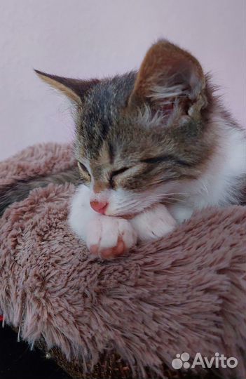 Котенок в добрые руки