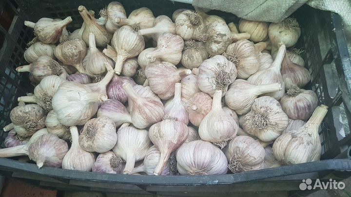 Усы клубники (клубничная рассада),чеснок домашний