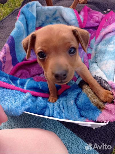 Маленькая собака