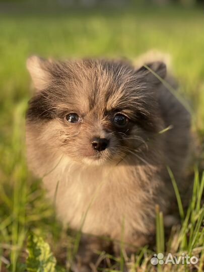 Продается щенок немецкого шпица