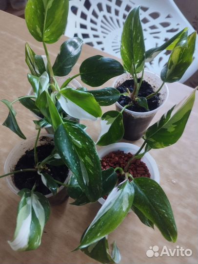 Филодендрон белая принцесса