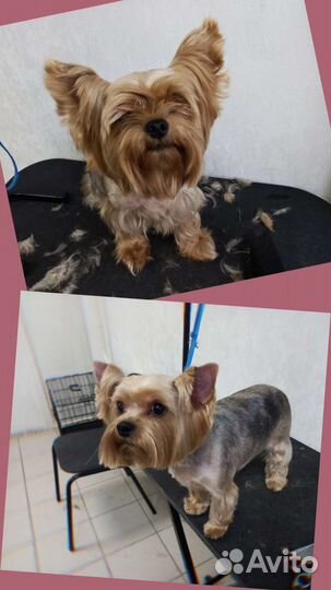 Груминг собак/Модный хвоСт/салон