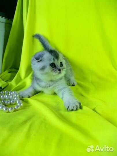 Шотландские скотиши