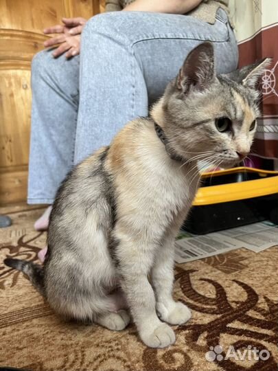 Трехцветная кошка миниатюрная