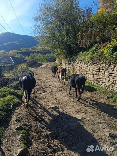 Бычки и телки