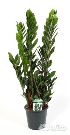 Цветы для дома и офиса