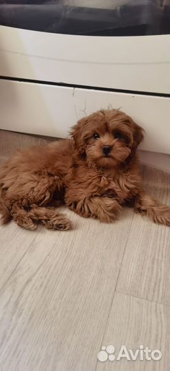 Мальтипу девочка