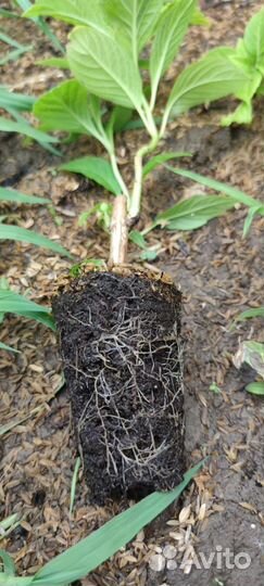 Гортензия розовая